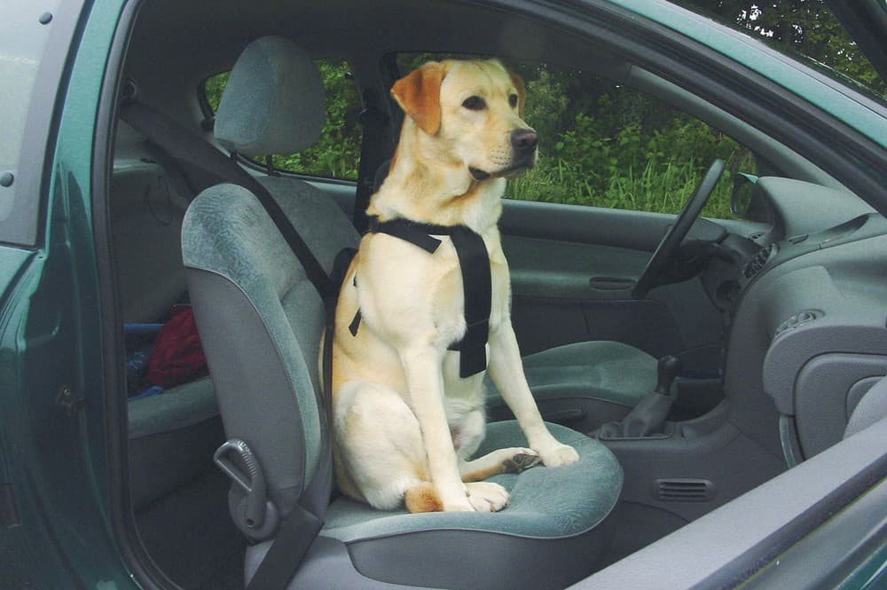 Beeztees wandel- en autogordel hond L